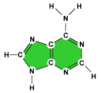 Adenina