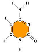 Cytozyna