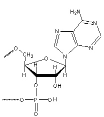 Nukleotyd