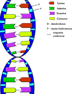 Struktura dwuniciowego DNA