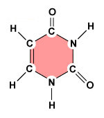 Uracyl